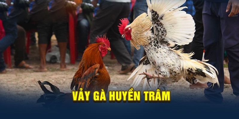 Huấn luyện những chú gà chiến có vảy huyền trâm