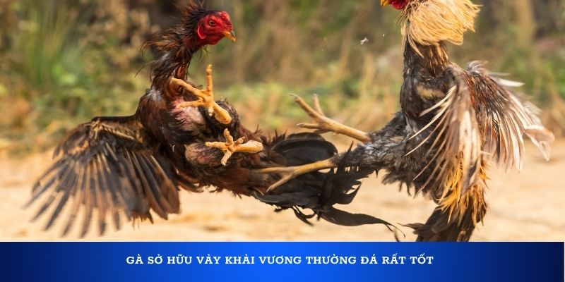 Gà vảy Khai Vương thường đá tốt