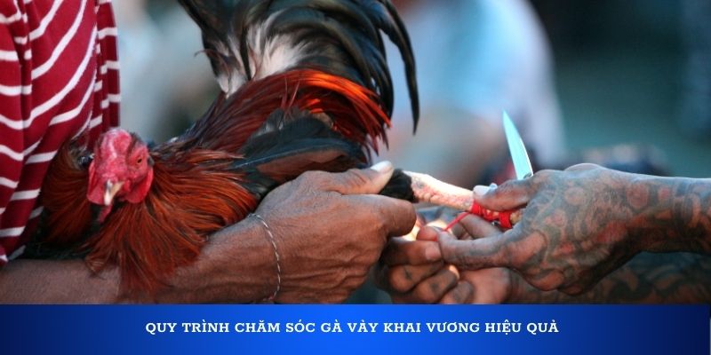 Vảy gà Khai Vương báo hiệu chiến kê huyền thoại