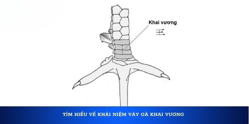 Tìm hiểu về khái niệm vảy gà Khai Vương