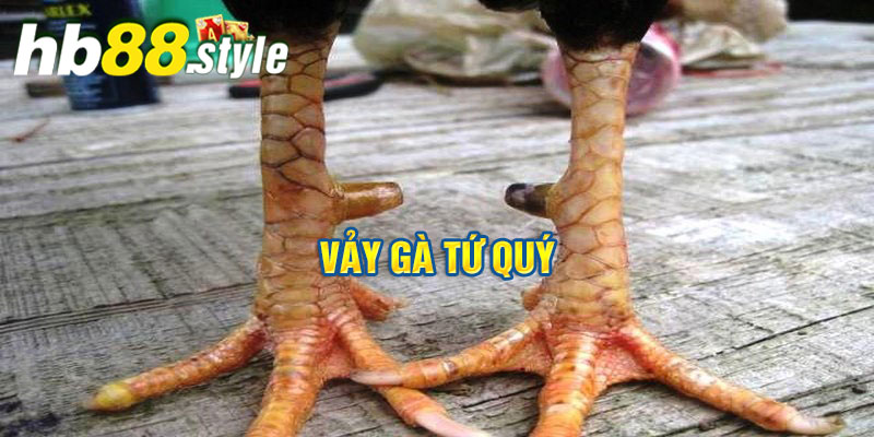 vảy gà tứ quý